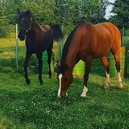 το σπίτι στο αγρόκτημα * Drosero (Trikala)