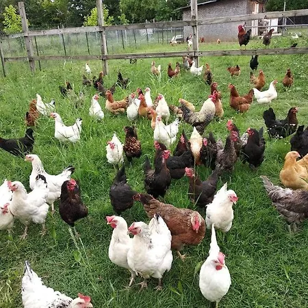 το σπίτι στο αγρόκτημα Villa *