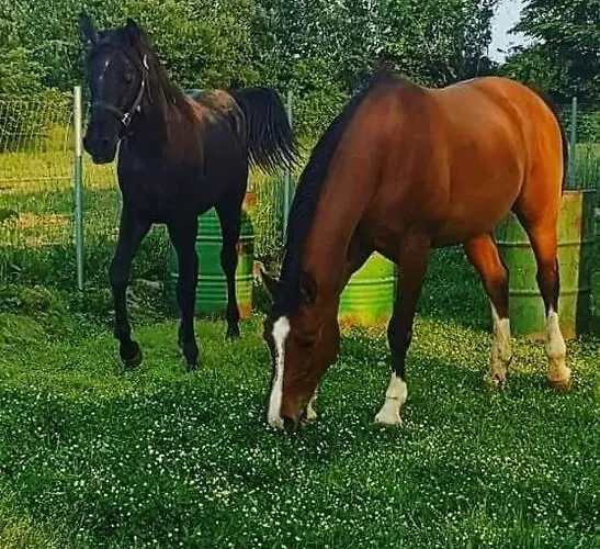 το σπίτι στο αγρόκτημα * Drosero (Trikala)